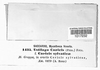 Anthracoidea caricis image